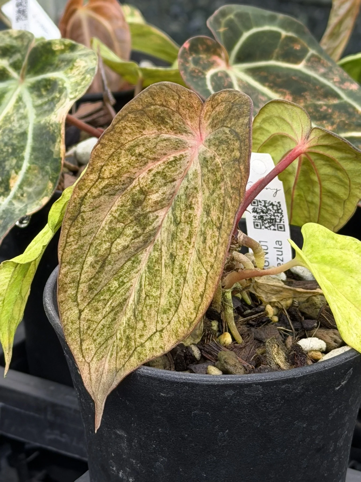 Anthurium Antolakii