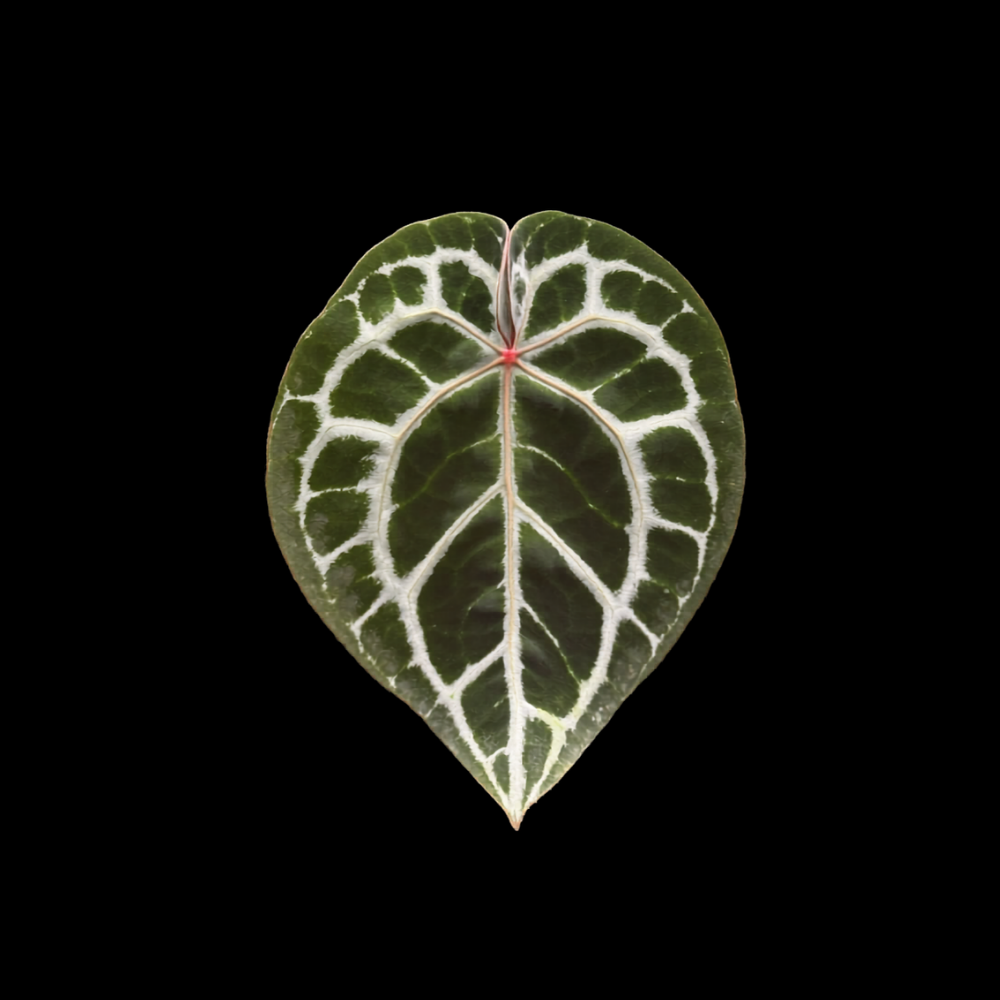 Anthurium Red Crystal TZ
