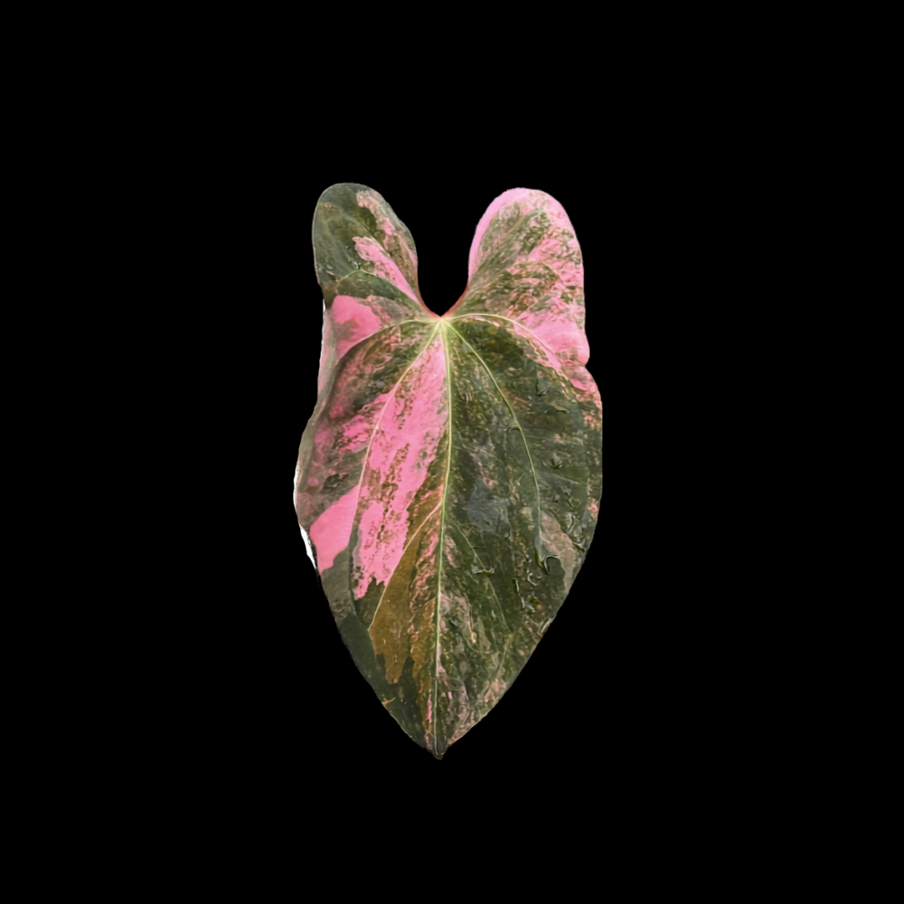 Anthurium Pastel Pink
