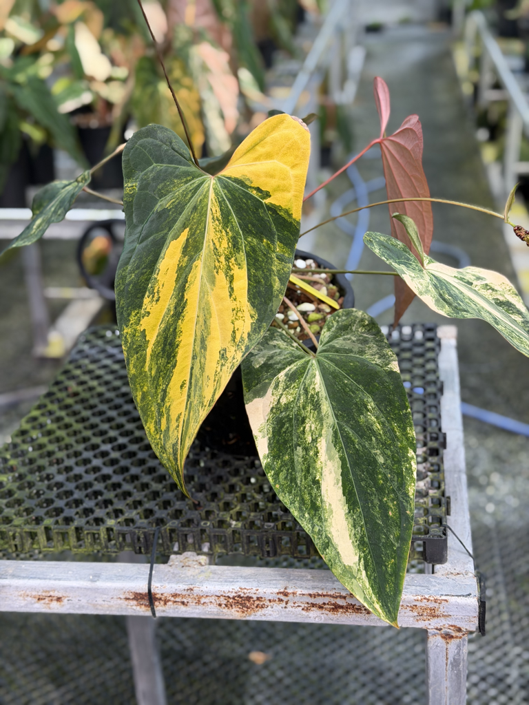 Anthurium Velvet Delta 41.png