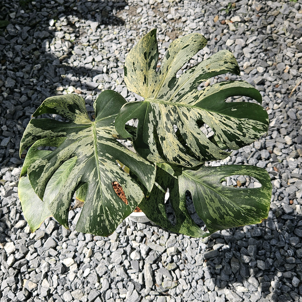 Monstera deliciosa Vietciosa.png