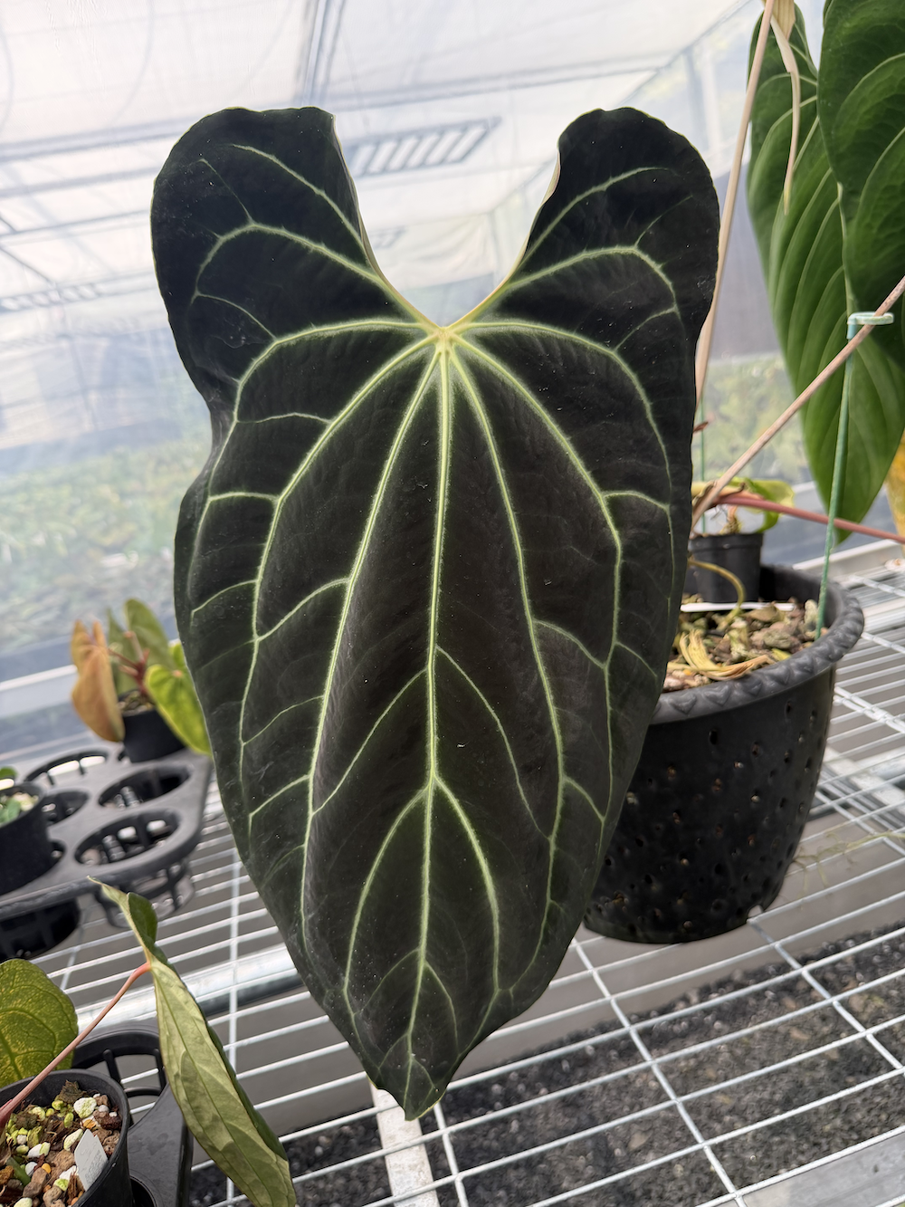 Anthurium besseae aff..png