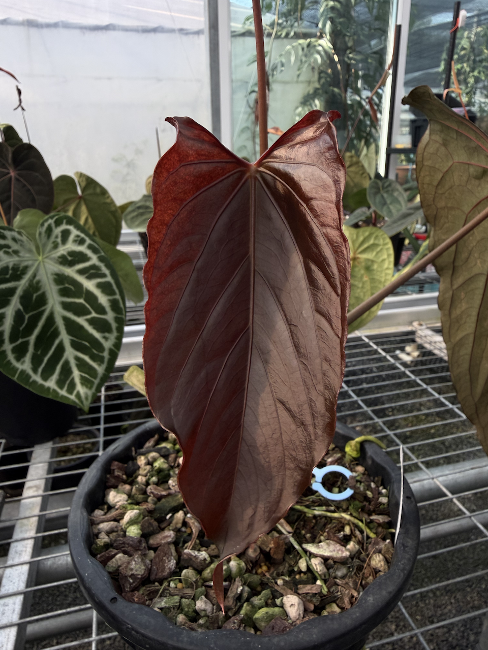 Anthurium papillilaminum RL Emergent