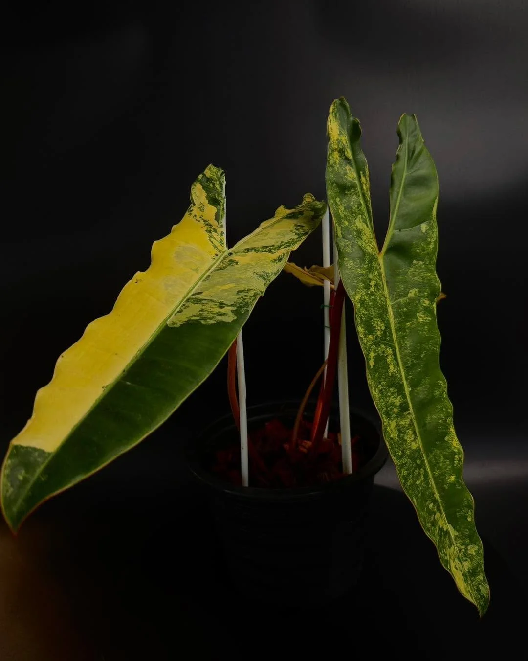 Philodendron Billietiae variegated 
.
Back in stock now
.
For more information please DM 🪴❤️🪴
&mdash;&mdash;&mdash;&mdash;&mdash;&mdash;&mdash;&mdash;&mdash;&mdash;&mdash;&mdash;&mdash;&mdash;&mdash;&mdash;&mdash;&mdash;&mdash;&mdash;&mdash;&mdash;