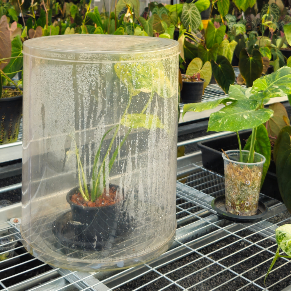 Plan humidity spa to help plant recover.