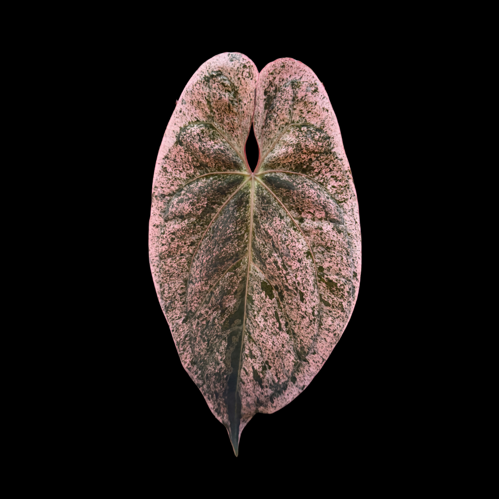 Anthurium Bullion Peach