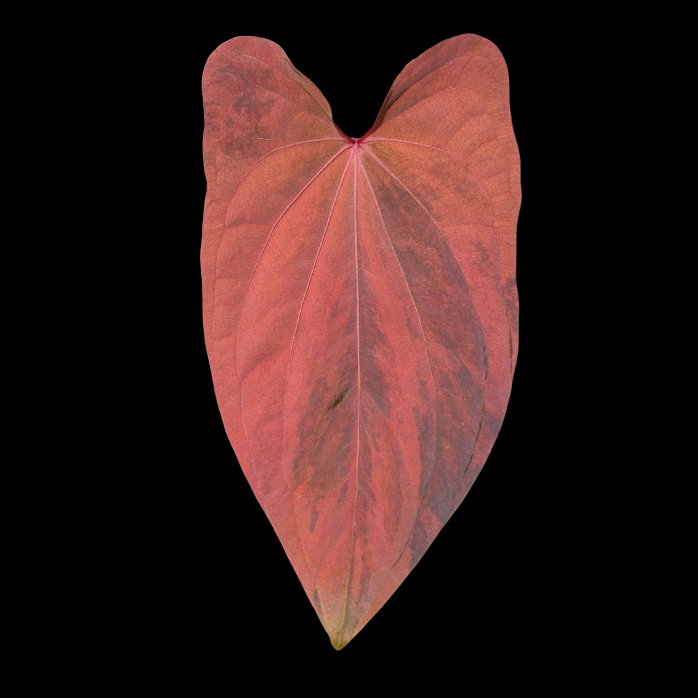 Anthurium Cleo