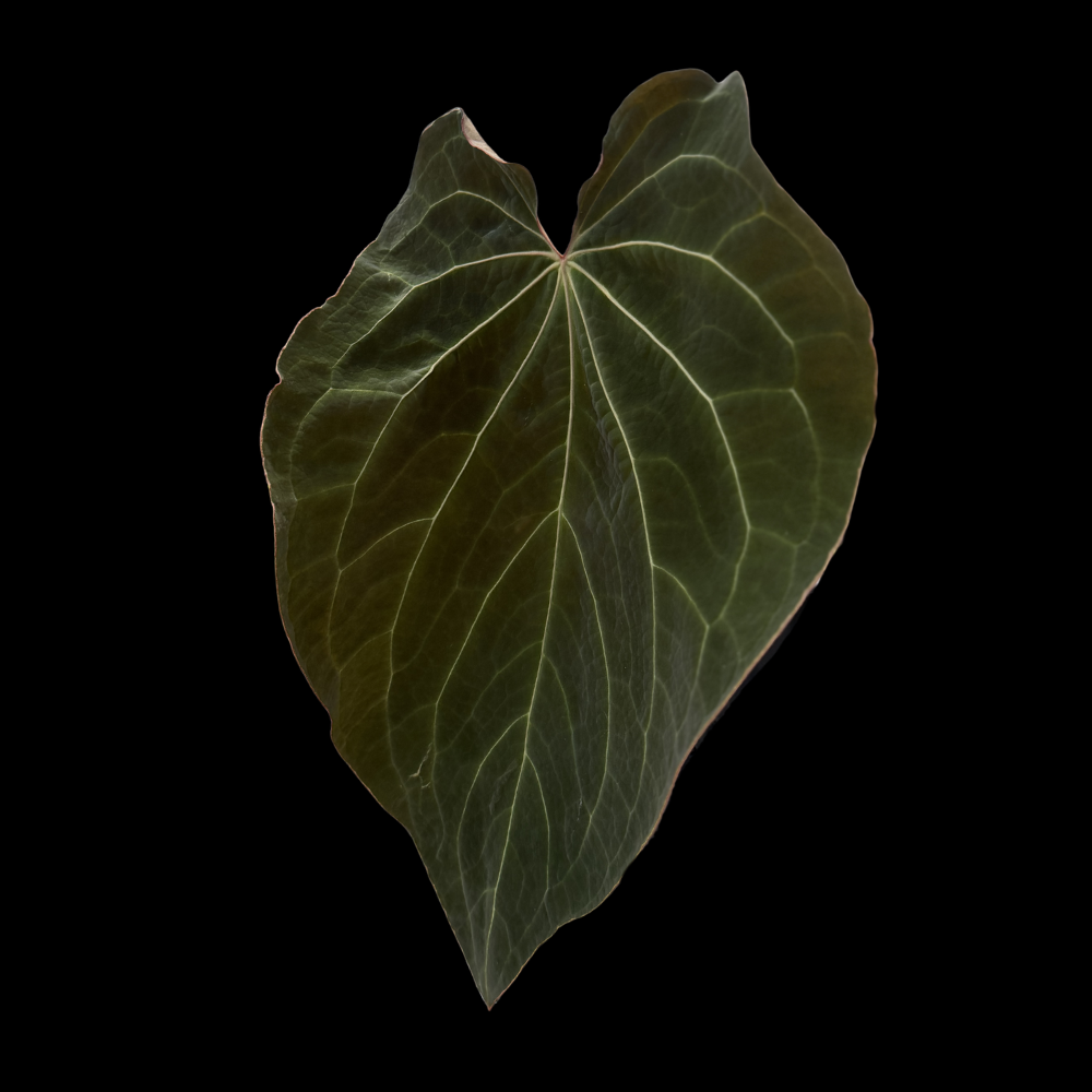 Anthurium Enigma