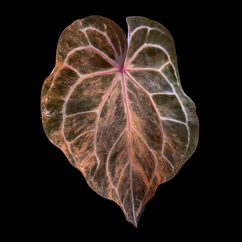 Anthurium Michelle var. GN01