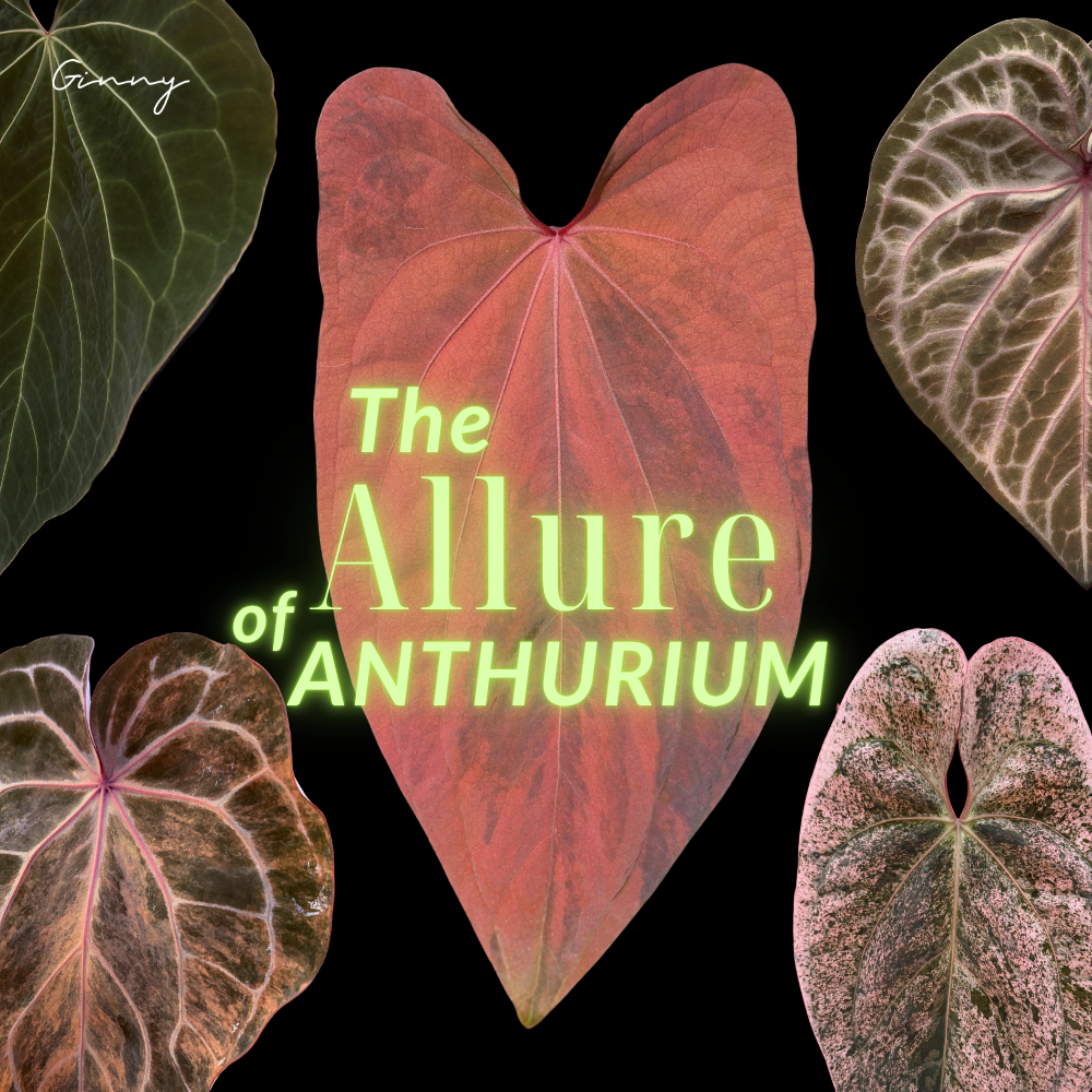 Come find your next Anthurium at Ginny Garden Thailand.