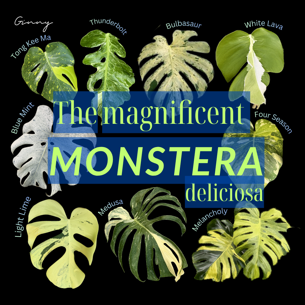 The magnificent monstera