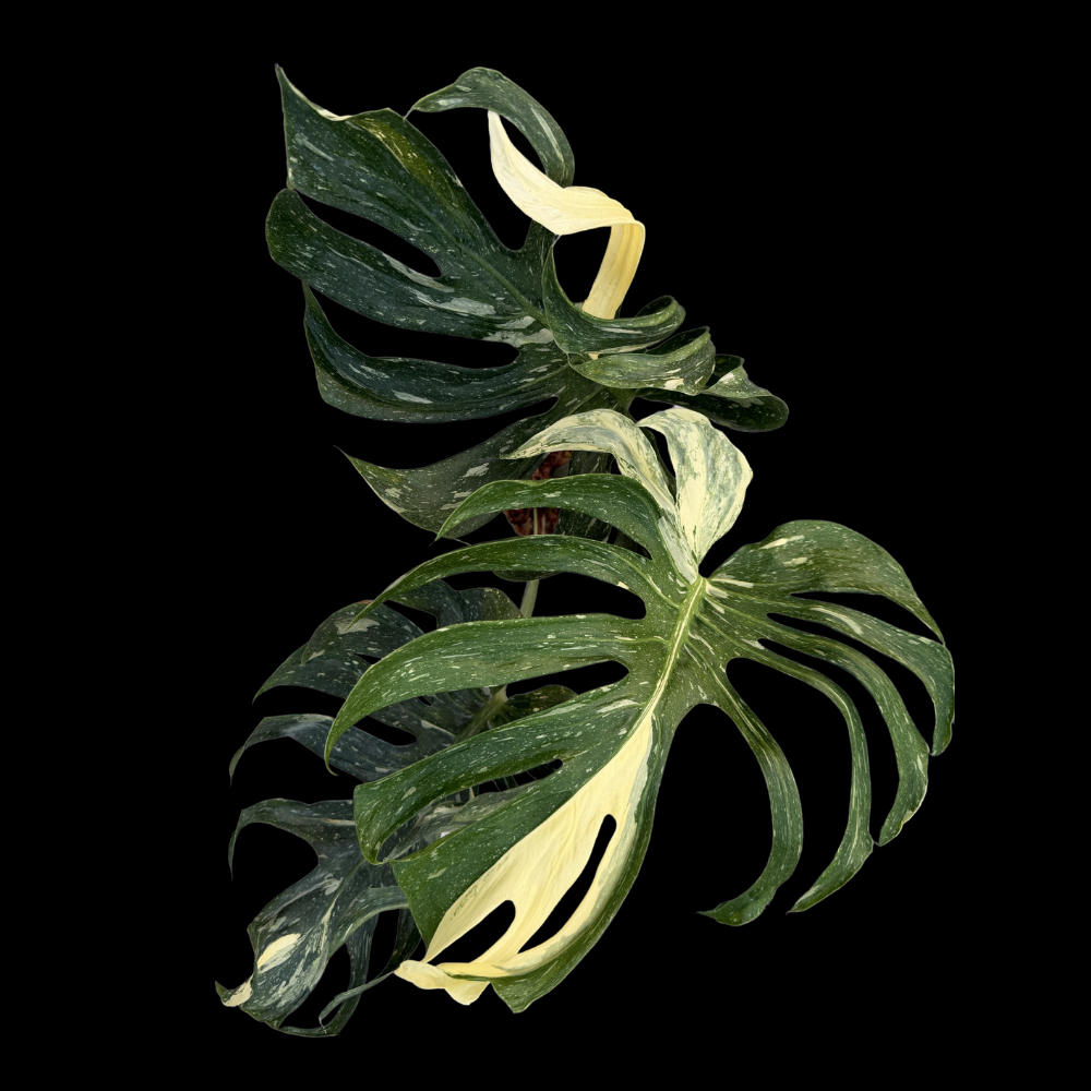 Monstera Medusa