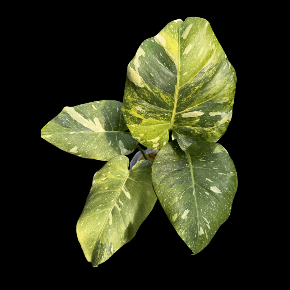 Monstera Four Season