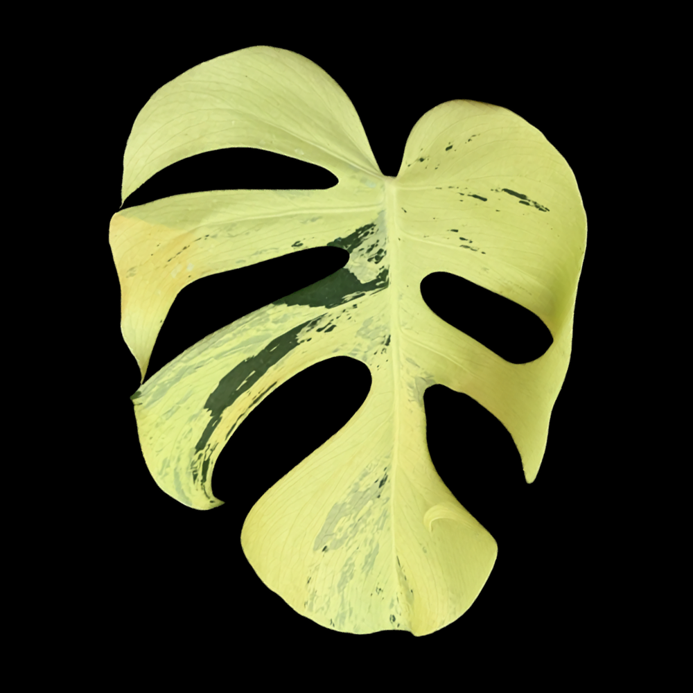 Monstera deliciosa Light Lime
