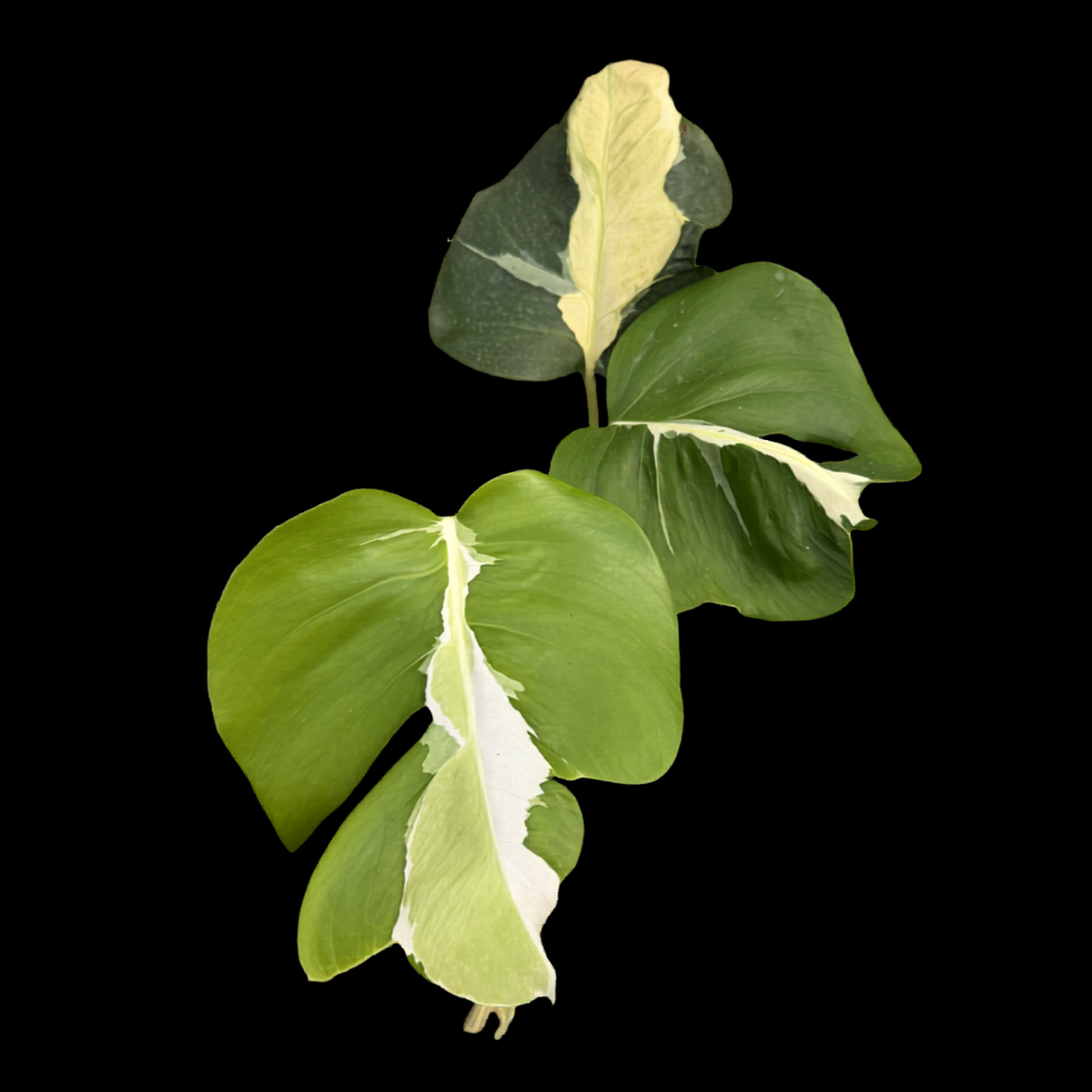 Monstera White Lava