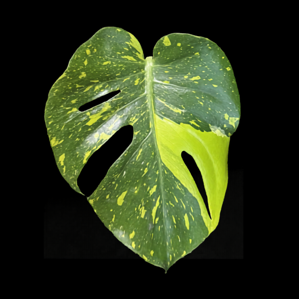 Monstera Tong Kee Ma