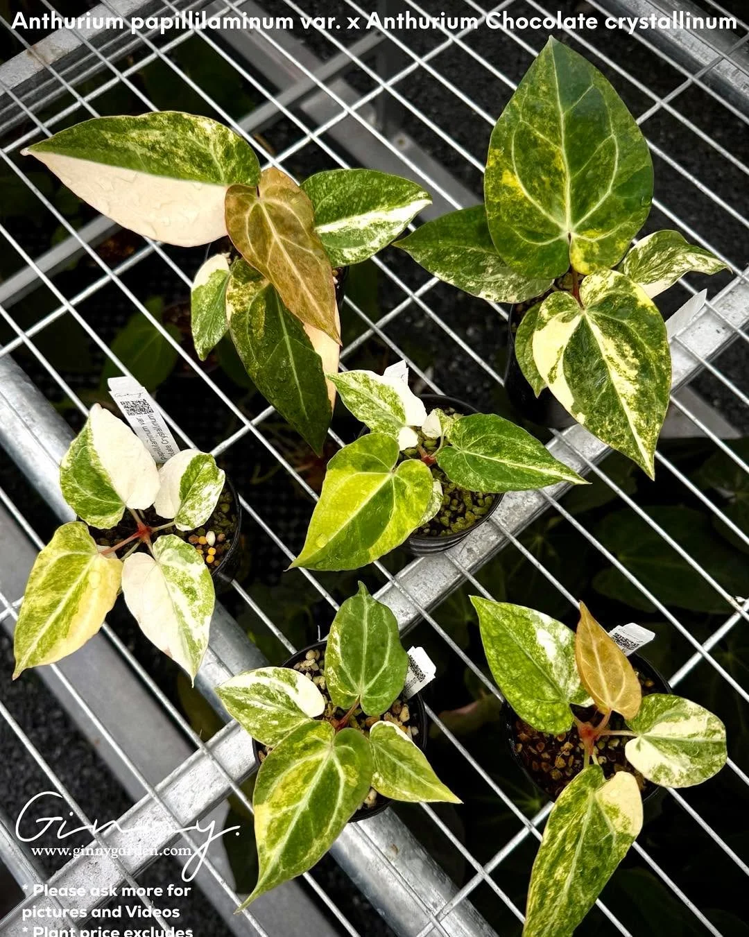 Selected&hellip; Best size and healthy 
.
Anthurium variegated 
.

Ginny Garden | Cultivating rare aroids and living botanical art for collectors and plant lovers worldwide.
🌱 Specializing in high-quality genetics and cultivation since 2019
🌏 17,50