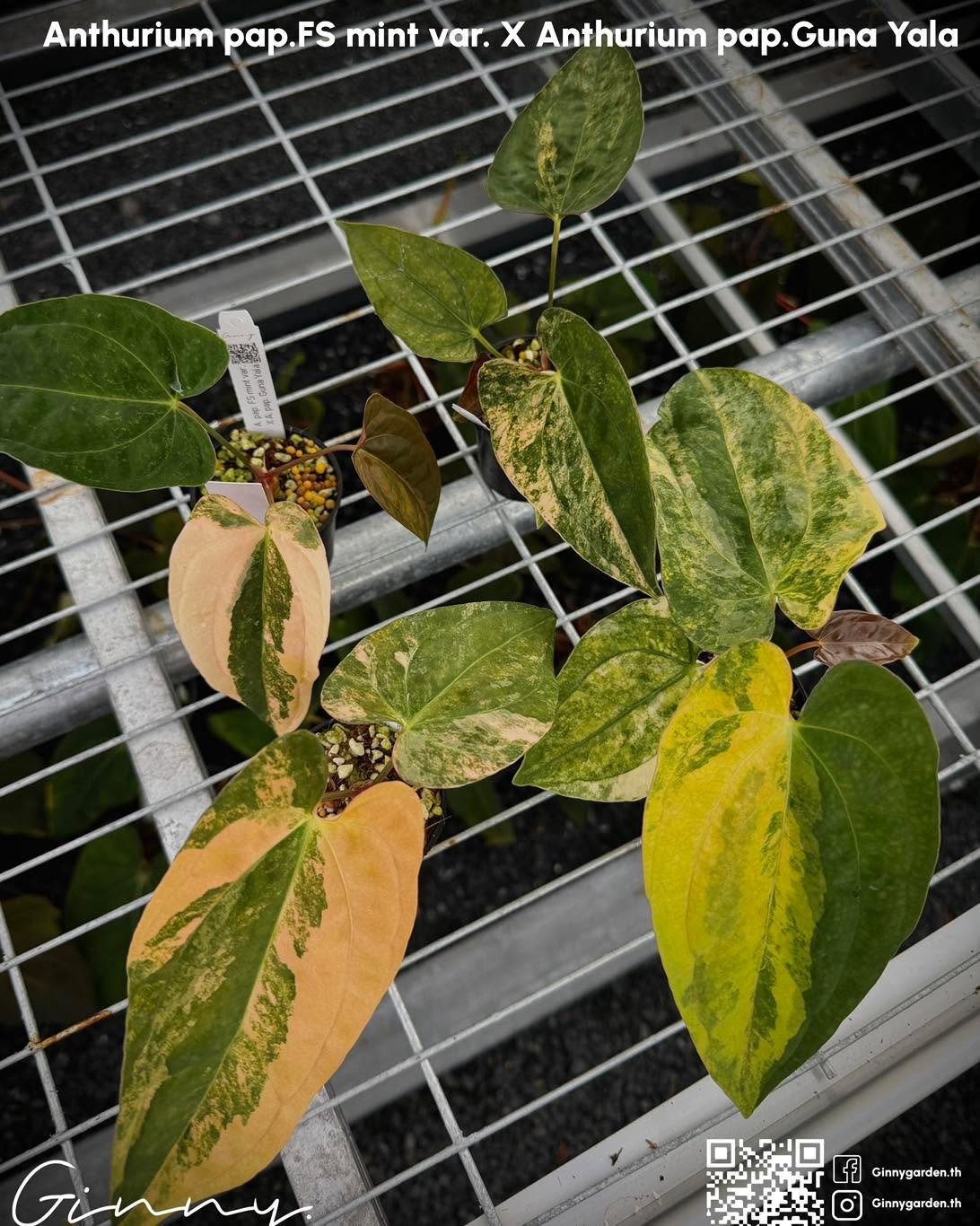 Nice variegated 
.

Ginny Garden | Cultivating rare aroids and living botanical art for collectors and plant lovers worldwide.
🌱 Specializing in high-quality genetics and cultivation since 2019
🌏 17,500+ plants shipped to 24+ countries | 100% Phyto