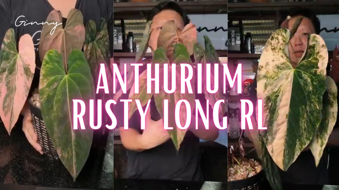 Meet our signature variegated masterpiece: Anthurium Rusty Long RL