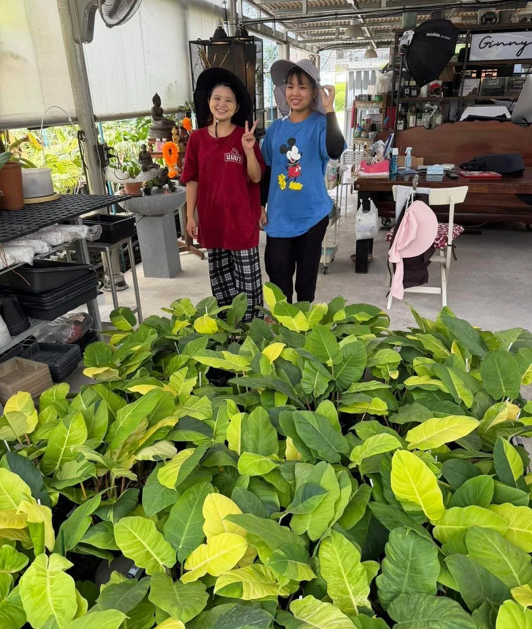 Thank you so much. Our other famous plant from our nursery. 
.
Philodendron Jungle Fever
.

Ginny Garden | Cultivating rare aroids and living botanical art for collectors and plant lovers worldwide.
🌱 Specializing in high-quality genetics and cultiv