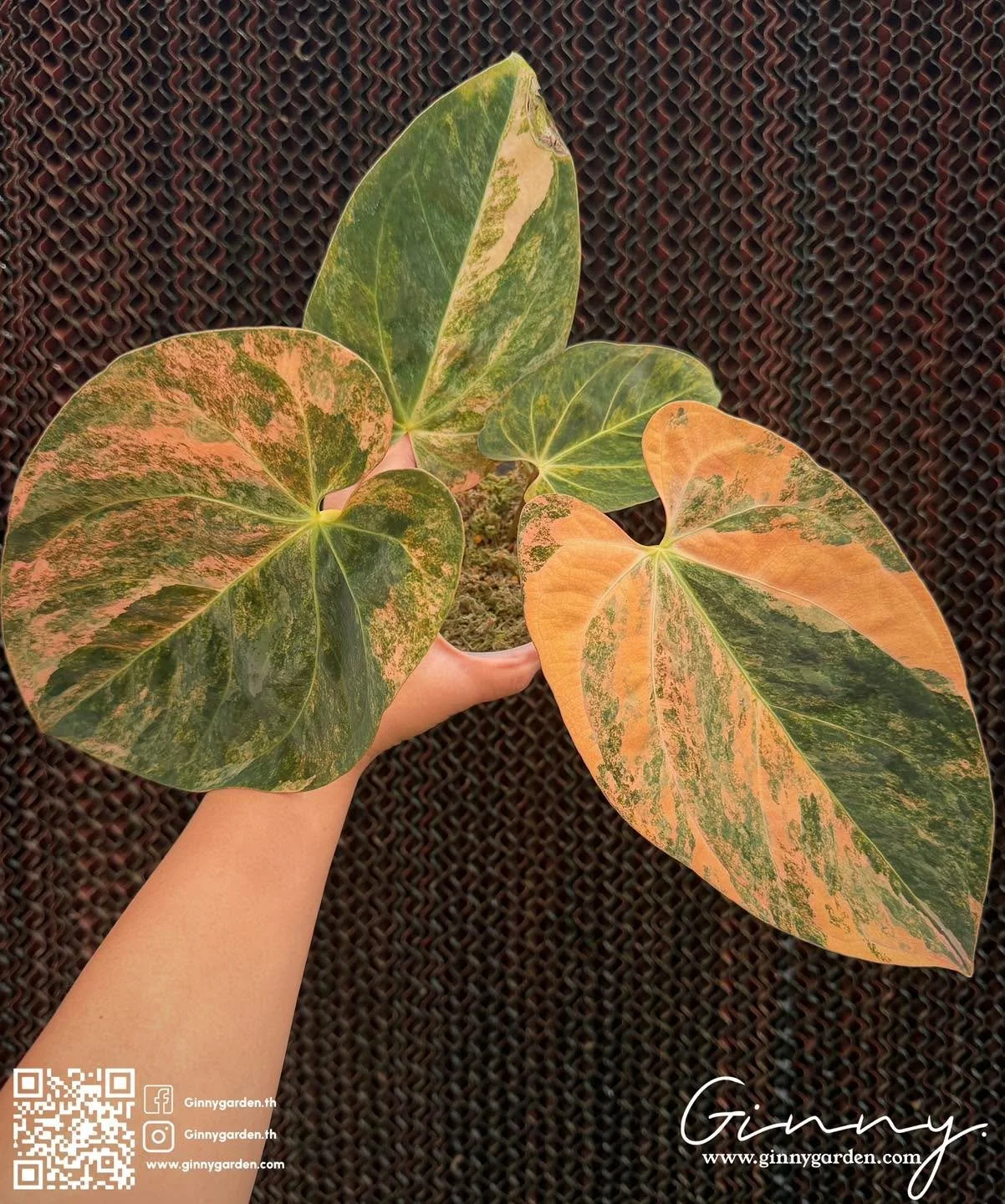 New Release from our nursery 
&ldquo;Anthurium Solflare&rdquo;
.

Ginny Garden | Cultivating rare aroids and living botanical art for collectors and plant lovers worldwide.
🌱 Specializing in high-quality genetics and cultivation since 2019
🌏 17,500