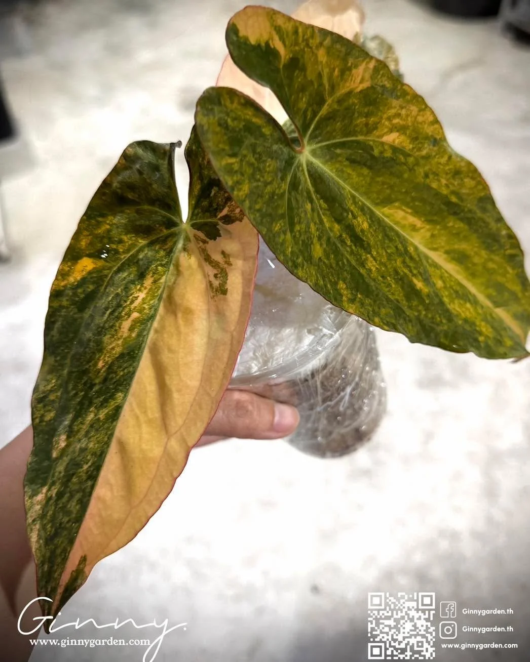 Anthurium RustyLong RL &trade;
.
Top cutting available. Selection 
.
Ginny Garden | Cultivating rare aroids and living botanical art for collectors and plant lovers worldwide.
🌱 Specializing in high-quality genetics and cultivation since 2019
🌏 17,