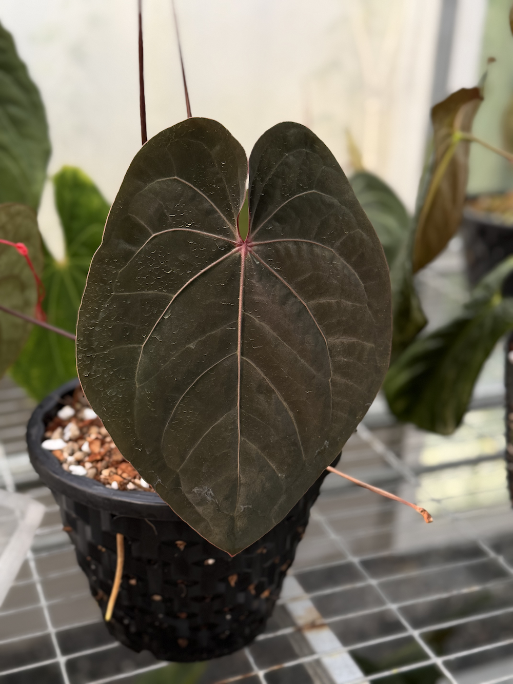 Anthurium Bloodmoon.png