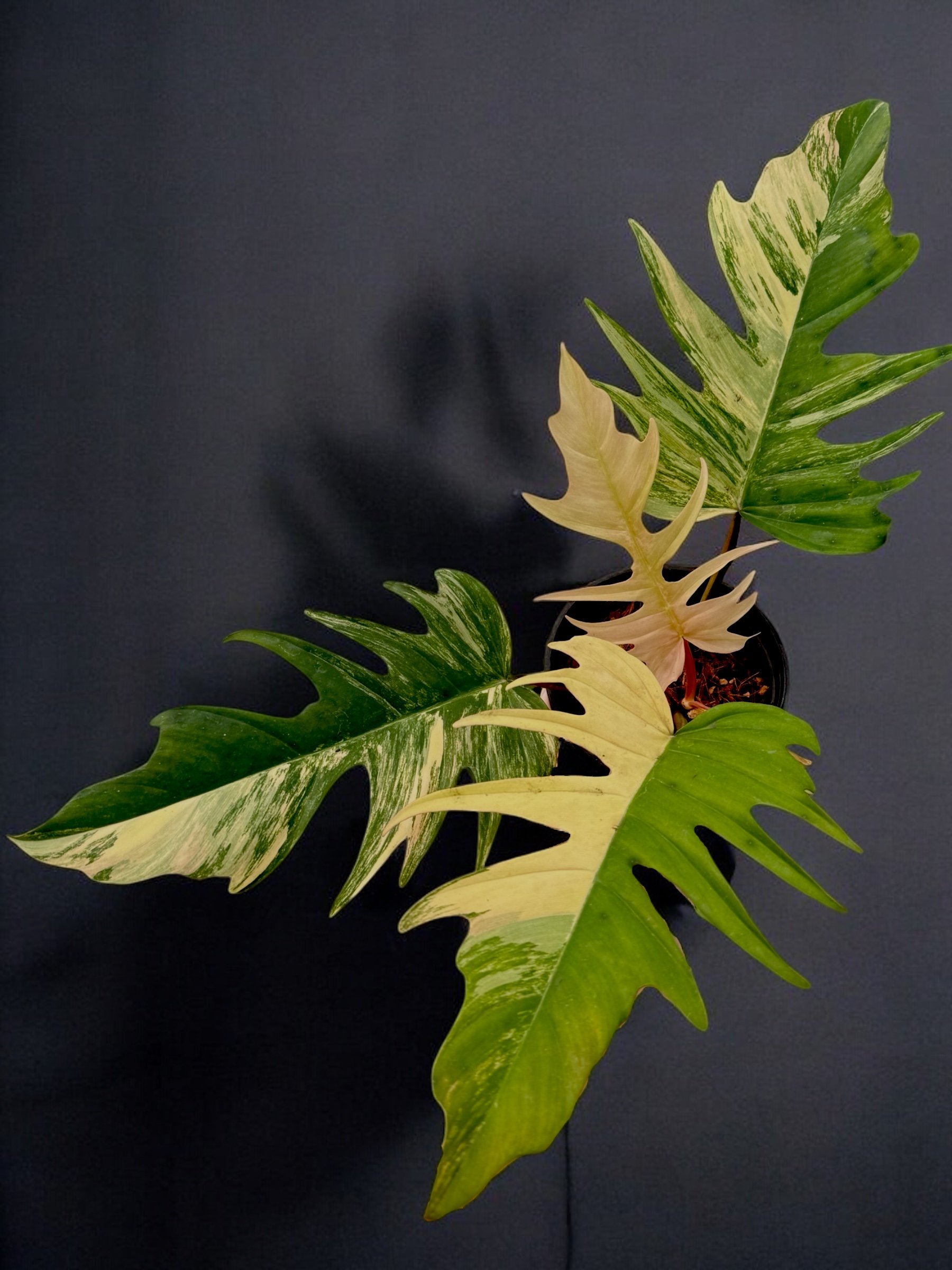 Philodendron Florida Beauty x Philodendron Tortum