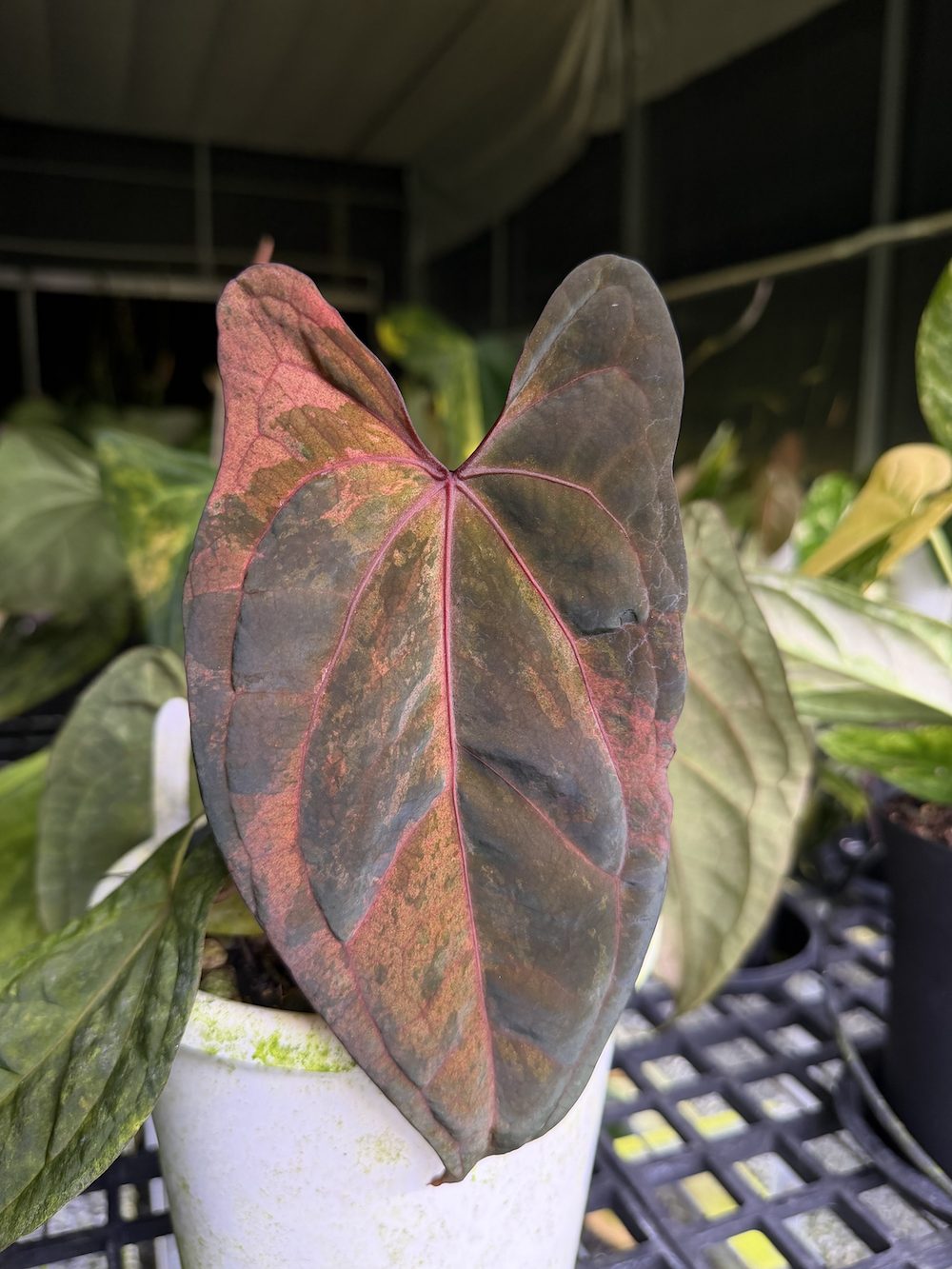 Anthurium RVDP variegated.png