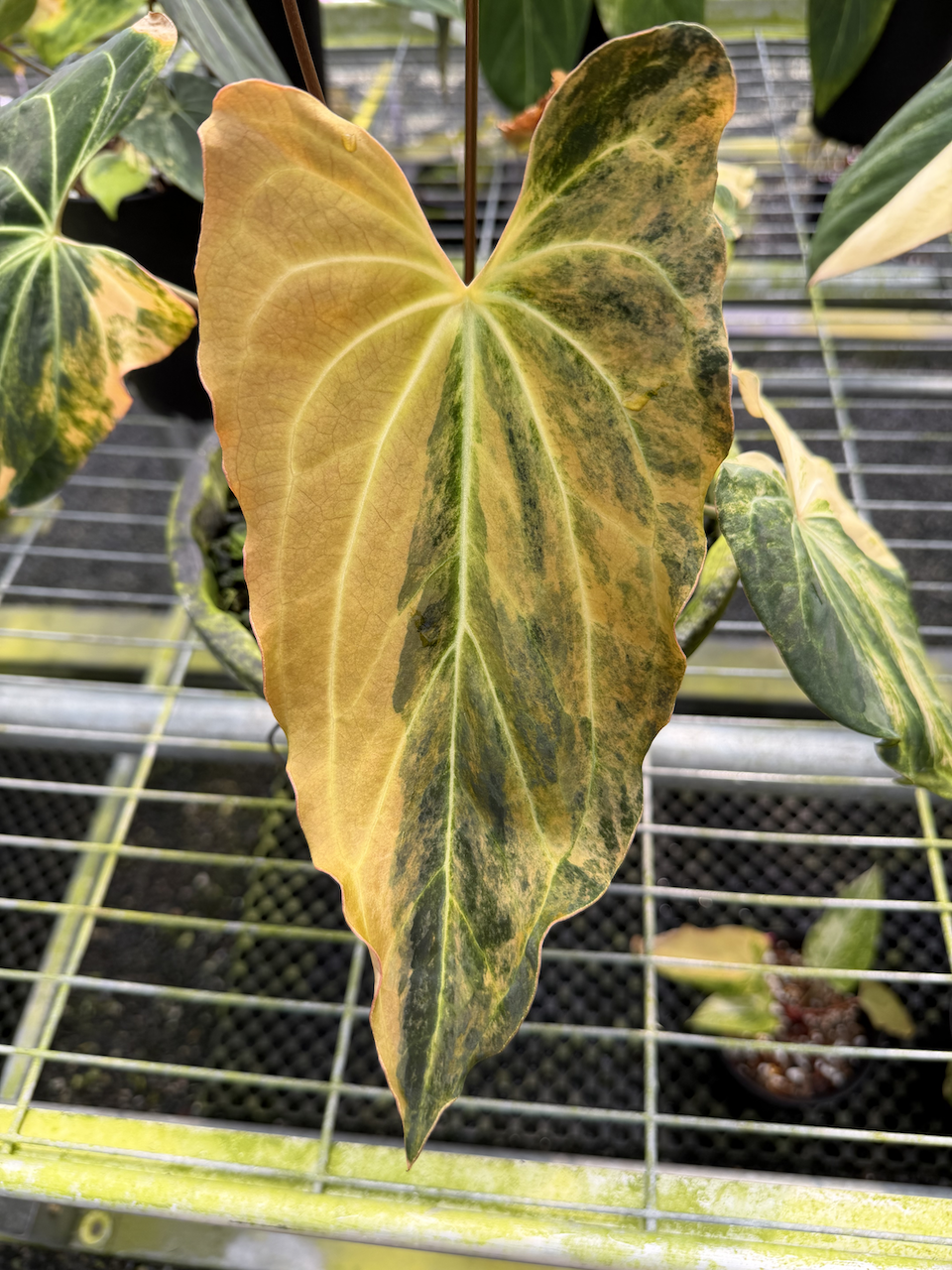 Anthurium Mystic Blaze