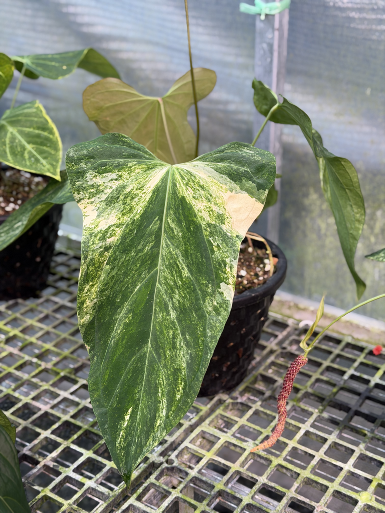 Anthurium Velvet Delta 26.png