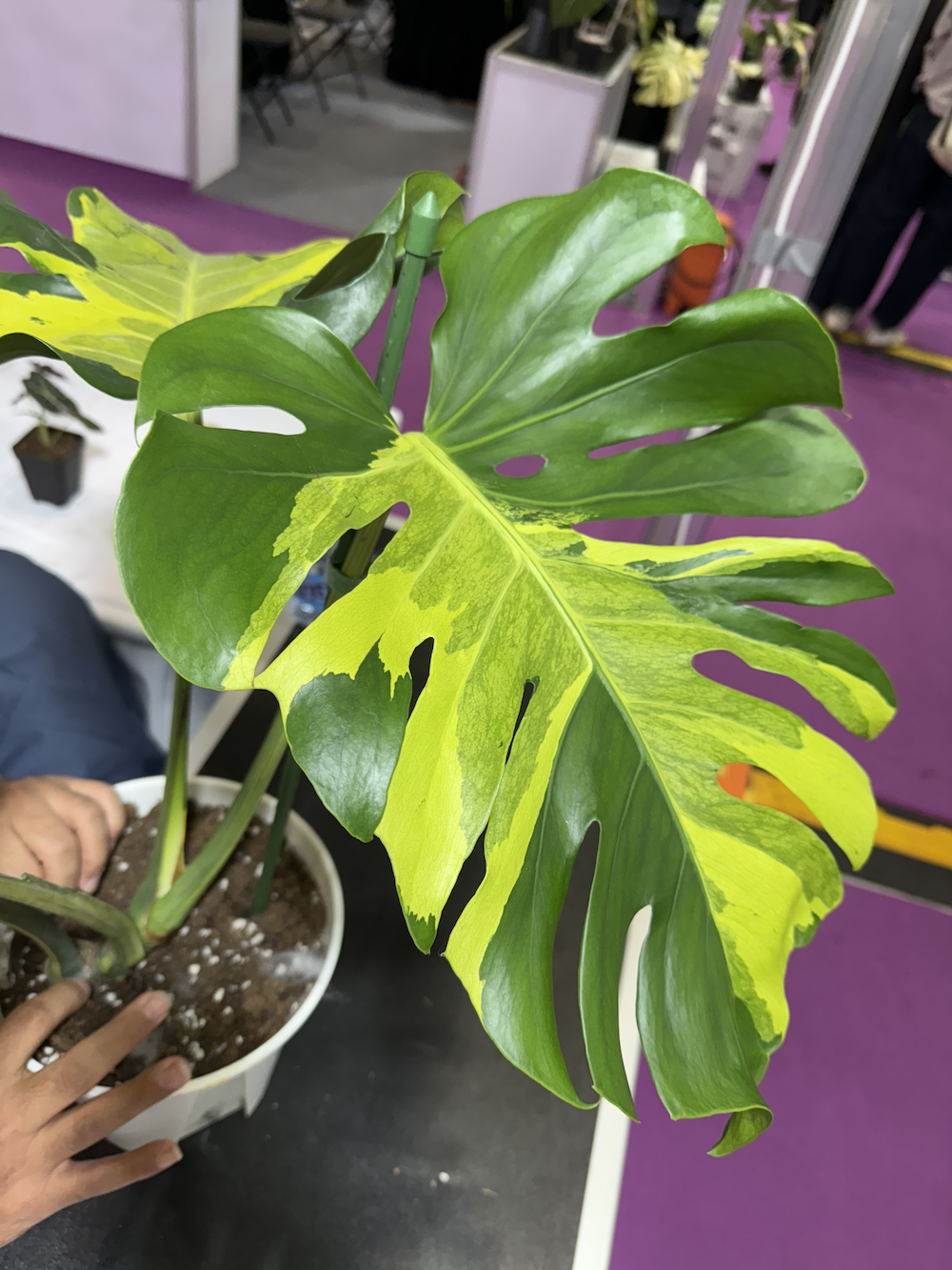 Monstera deliciosa Melancholy.png