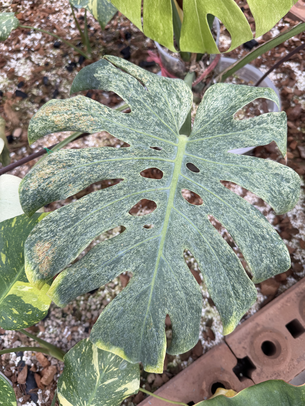 Monstera deliciosa Blue Mint.png