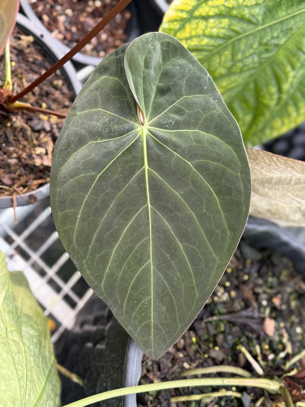 Anthurium Black Cherry.png