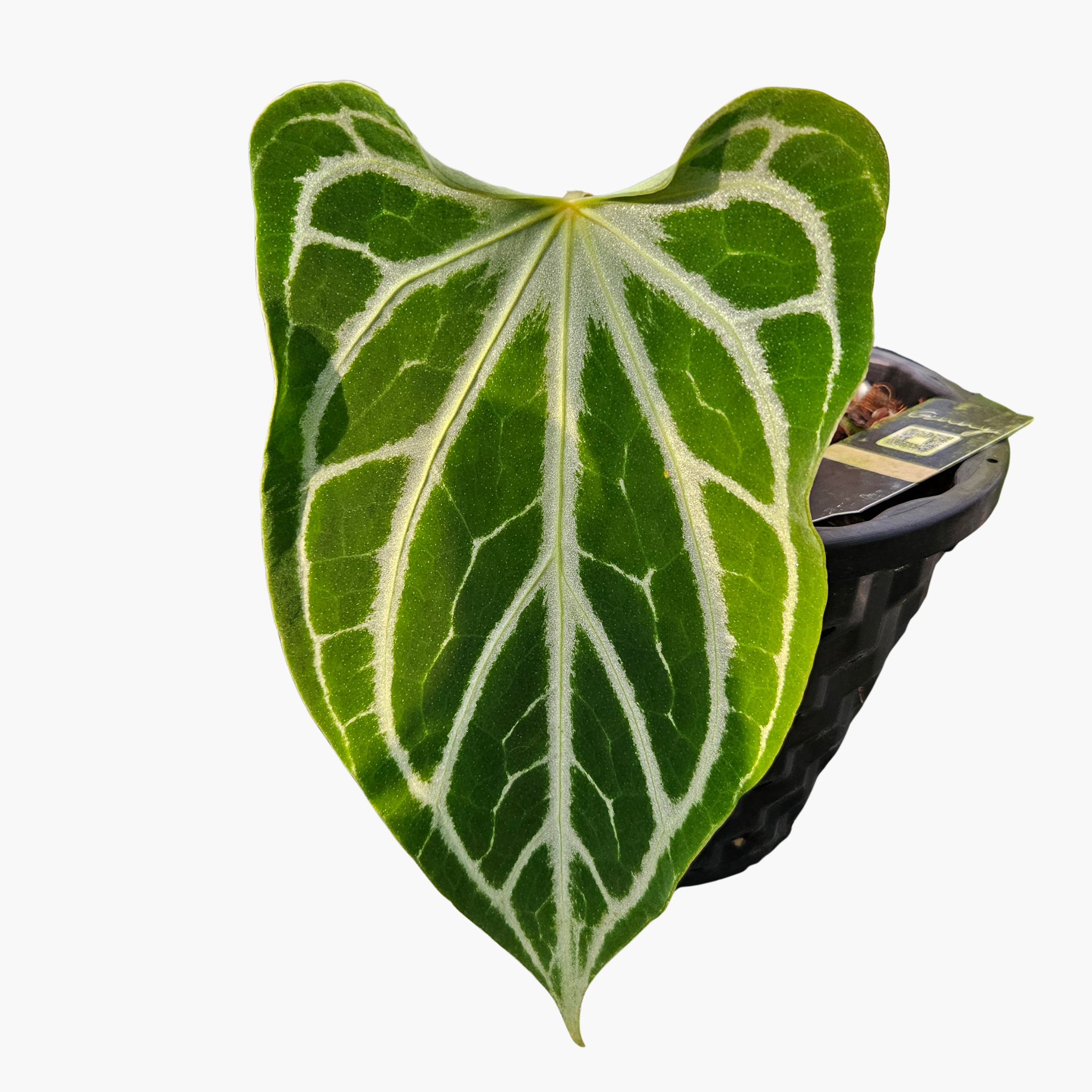 Anthurium Red FTG crystallinum