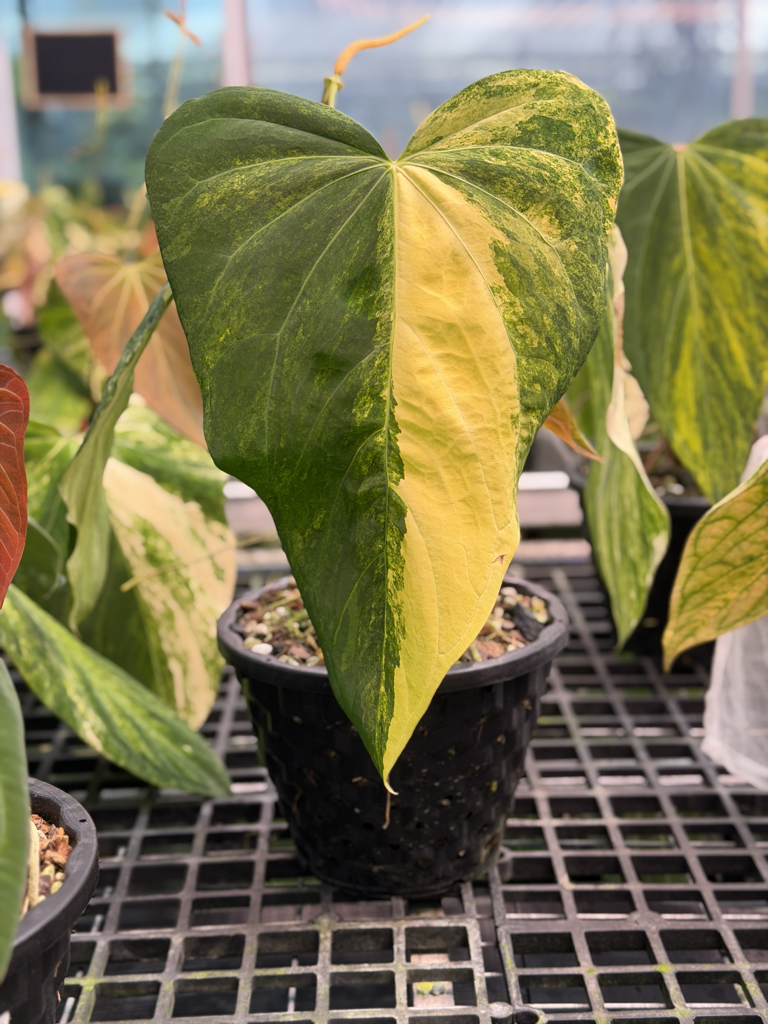 Anthurium Velvet Delta 38.png