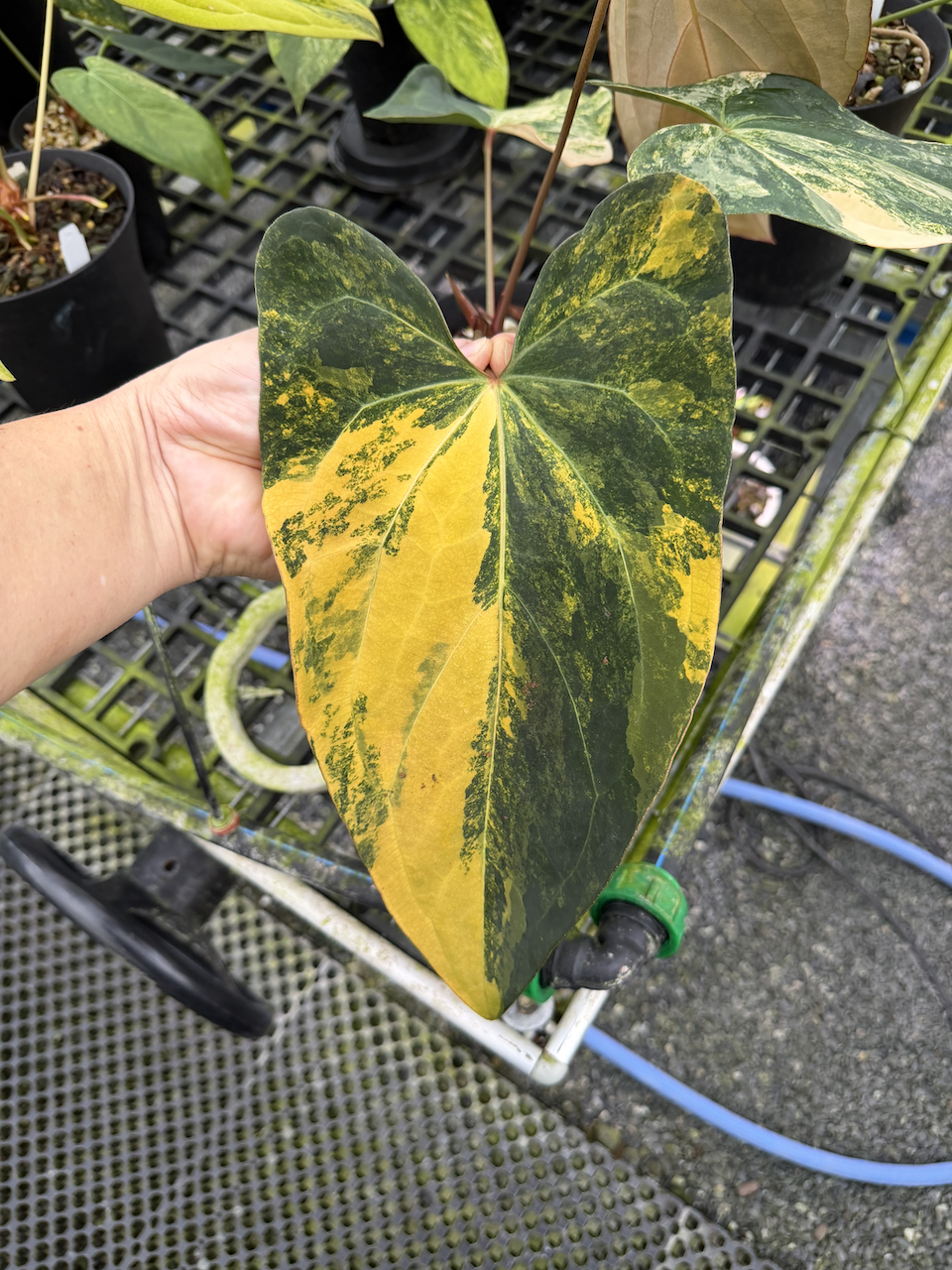 Velvet Delta 41