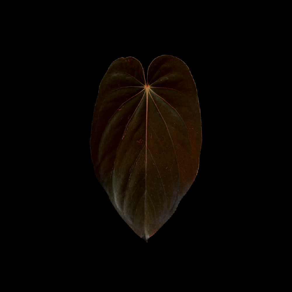 Anthurium BVEP