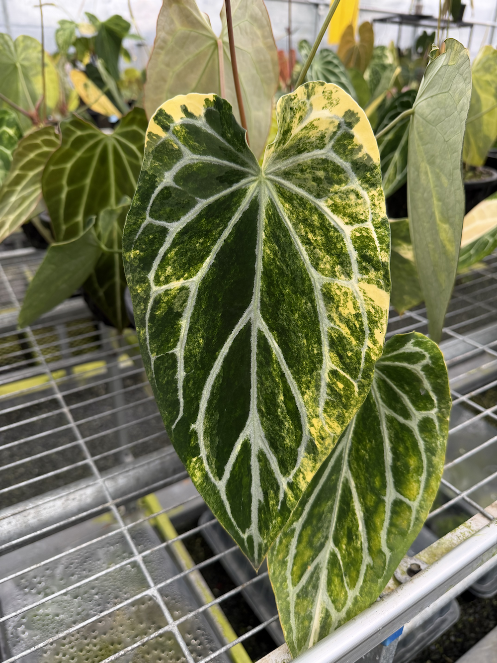 Anthurium Starlace.png