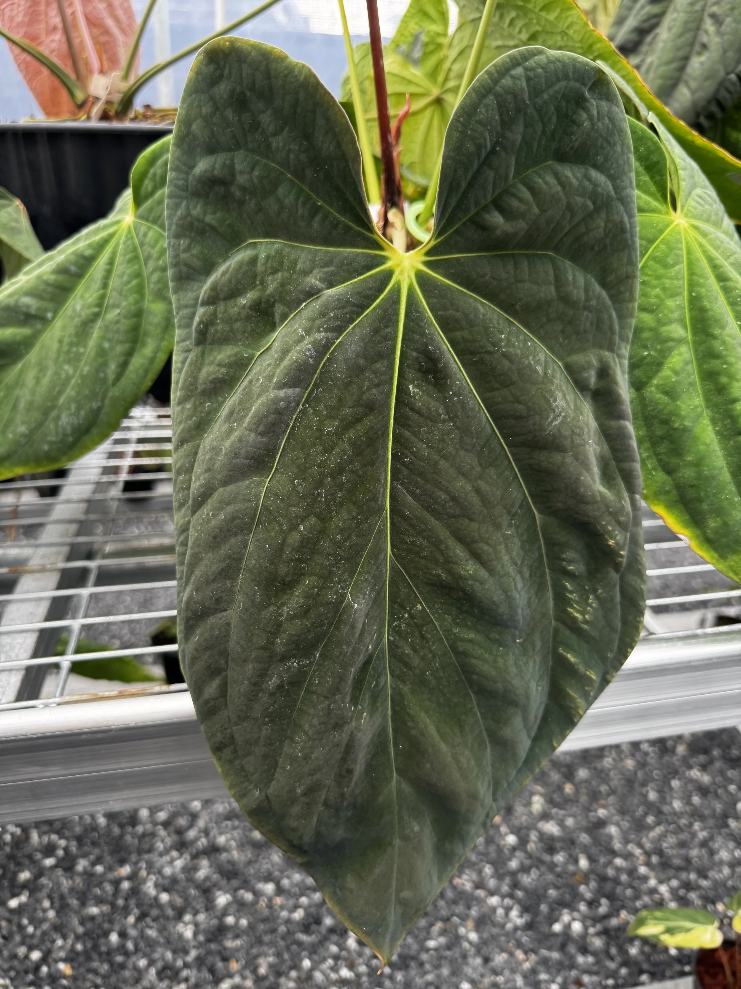 Anthurium Antolakii Black Velvel Eastern Panama Tezula