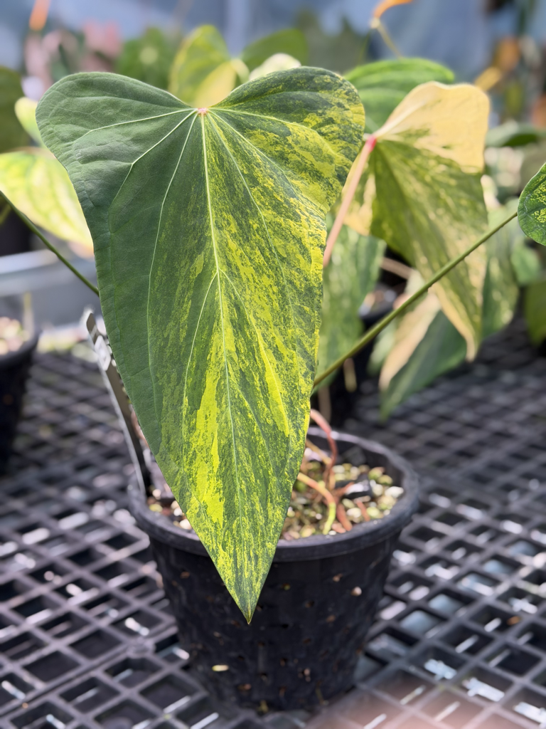 Anthurium Velvet Delta 16 Dobbie
