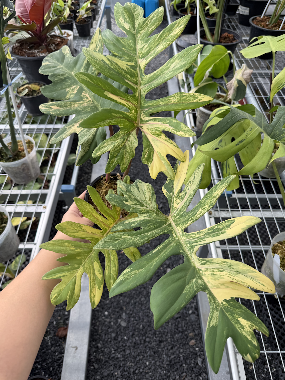 Philodendron mayoi.png