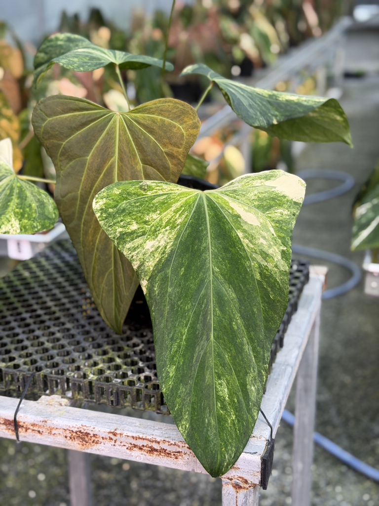 Anthurium Velvet Delta 20.png