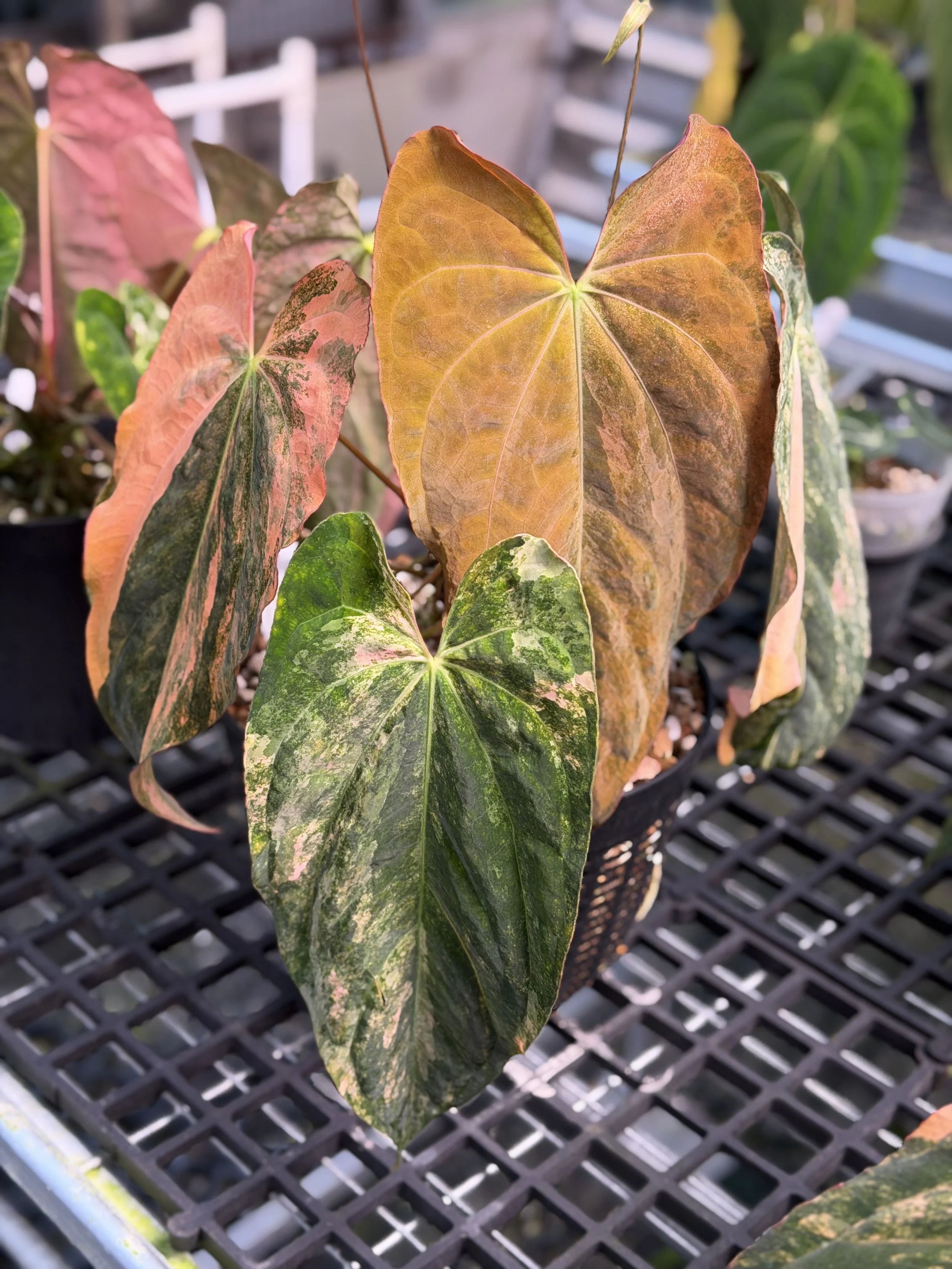 Anthurium Rusty Long RL 051.png