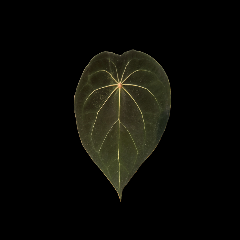 Anthurium forgetii x Red Spider