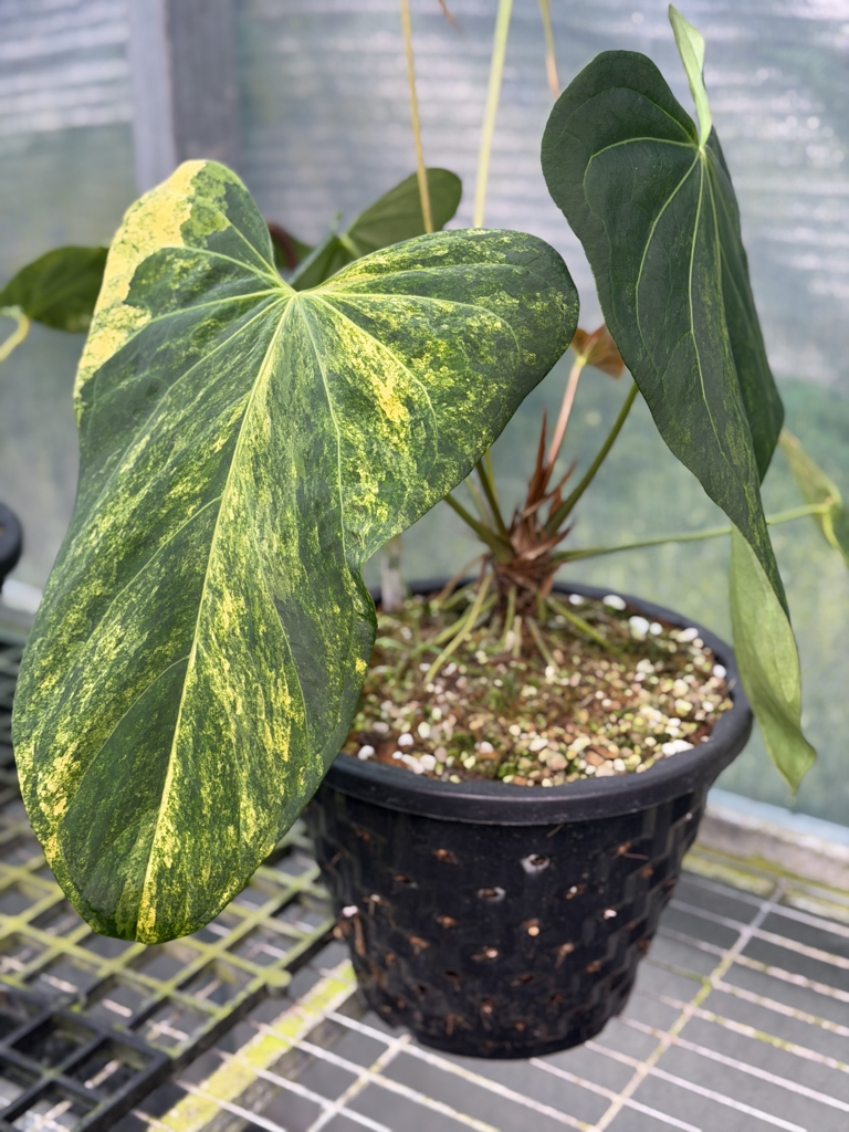 Anthurium Velvet Delta 08.png