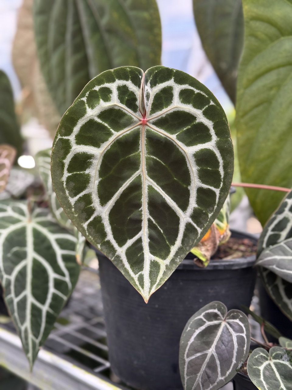 Anthurium Red Crystal TZ