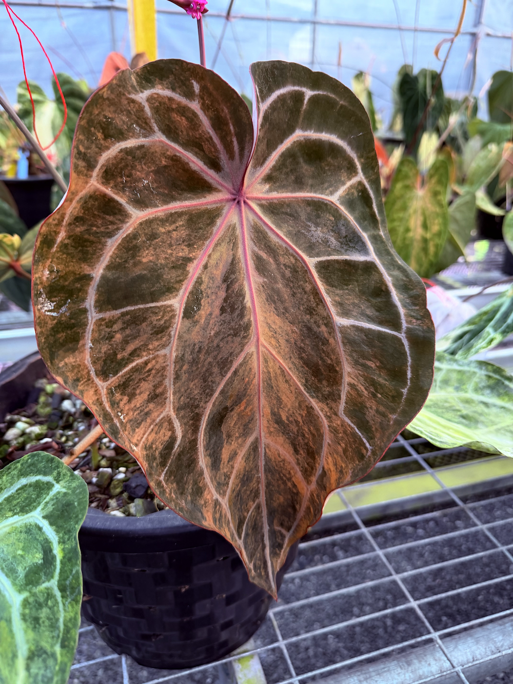 Anthurium Michelle var. GN01.png