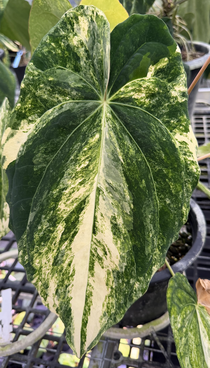 Anthurium Papillilaminum var