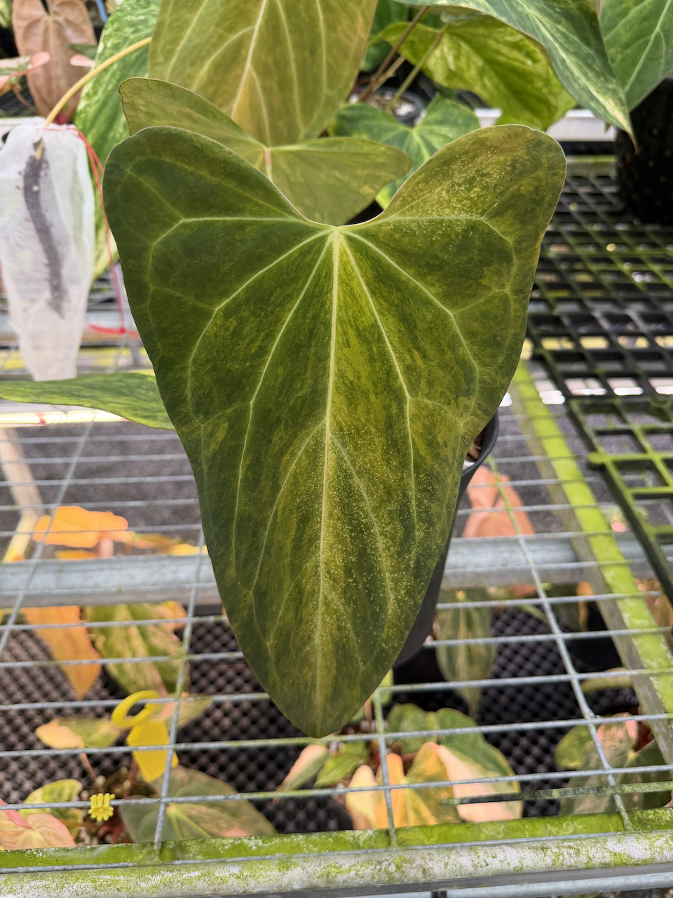 Velvet Delta 40